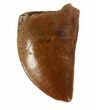 Serrated, Juvenile Carcharodontosaurus Tooth #47005-1